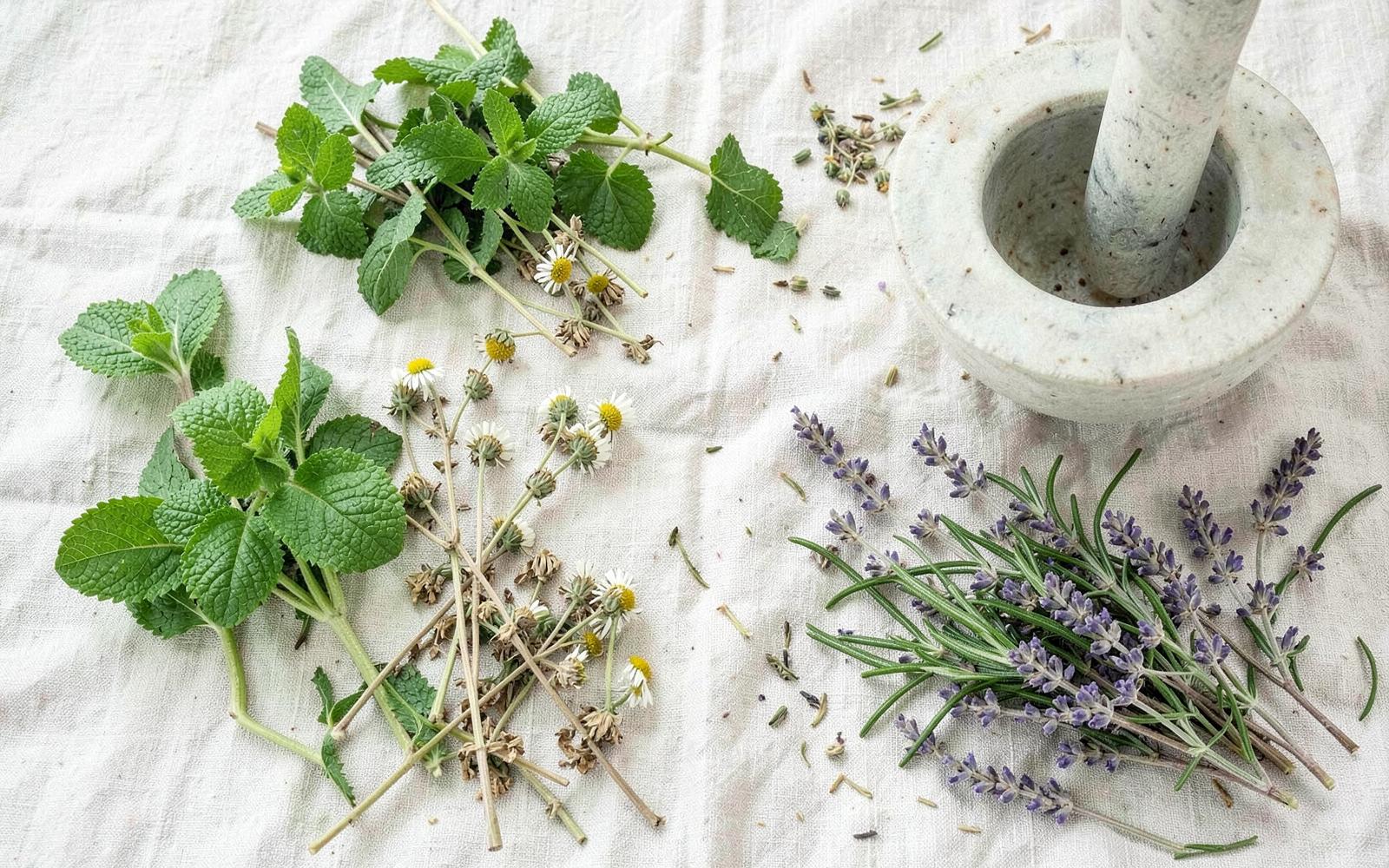 Menta, camamilla, espígol i romaní sobre una tela de lli amb un morter